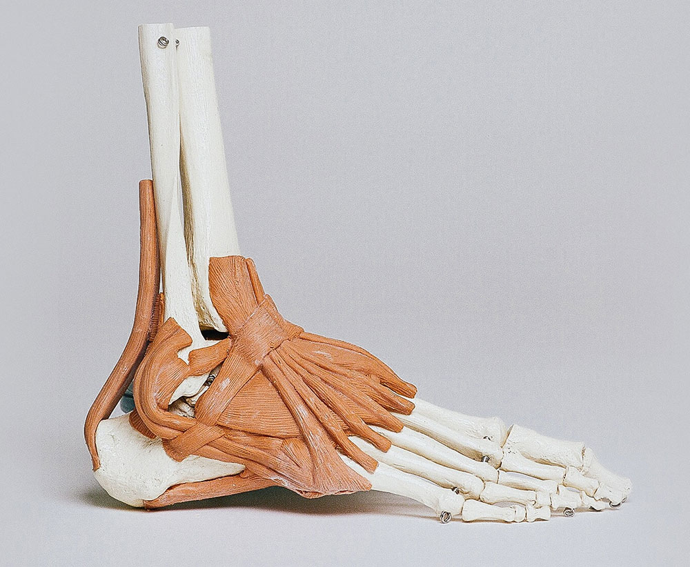 Podiatry (musculo-skeletal)